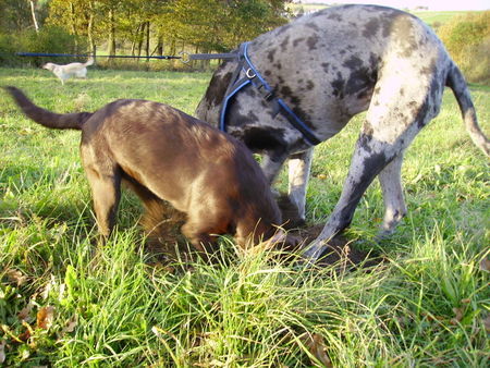 Labrador Retriever Hunde Foto 35365 Labrador Retriever Penny 6 Monate und Nessie (Dogge) am arbeiten