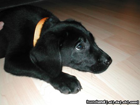 Labrador Retriever Hunde Foto 4955 Labrador Retriever Sooo klein war ich mal...