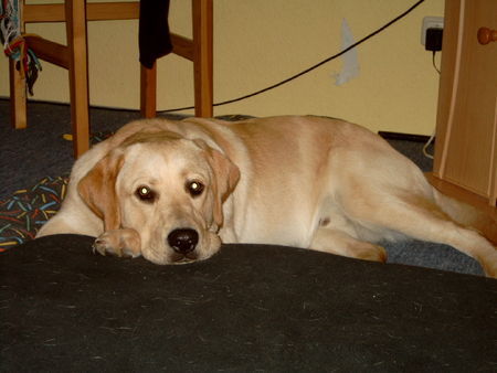 Labrador Retriever Hunde Foto 27728 Labrador Retriever Trouble mit 8 Monaten