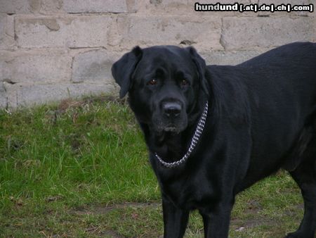 Labrador Retriever Hunde Foto 21314 Labrador Retriever