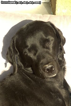 Labrador Retriever Hunde Foto 25530 Labrador Retriever CJ