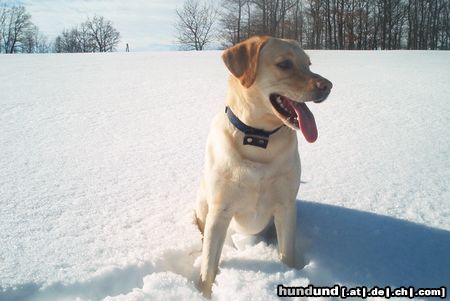 Labrador Retriever Hunde Foto 12497 Labrador Retriever Sammy mit 9 Wochen