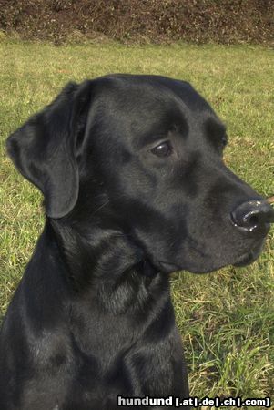 Labrador Retriever Hunde Foto 25531 Labrador Retriever CJ