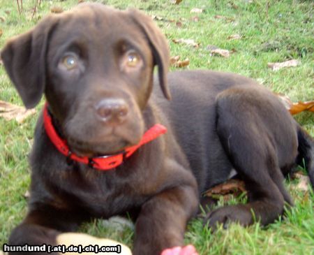 Labrador Retriever Hunde Foto 19244 Labrador Retriever Sam mit 13 Wochen