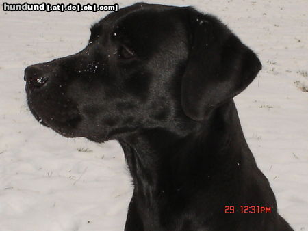 Labrador Retriever Hunde Foto 25532 Labrador Retriever CJ