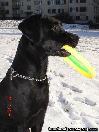 Labrador Retriever Hunde Foto 25533 Labrador Retriever CJ