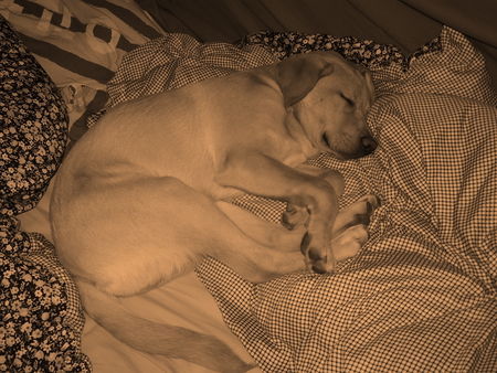 Labrador Retriever Hunde Foto 37912 Labrador Retriever dein bett ist so gemütlich..