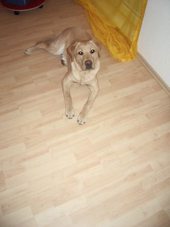 Labrador Retriever Hunde Foto 37913 Labrador Retriever kosmo