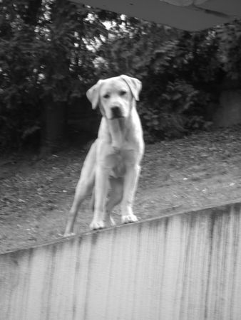Labrador Retriever Hunde Foto 37911 Labrador Retriever king kosmo