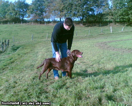Labrador Retriever Hunde Foto 26015 in höherer Auflösung ansehen Labrador Retriever Luni
