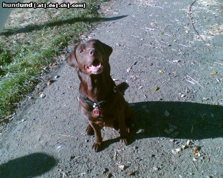 Labrador Retriever Hunde Foto 26005 in höherer Auflösung ansehen Labrador Retriever Unsere Luni