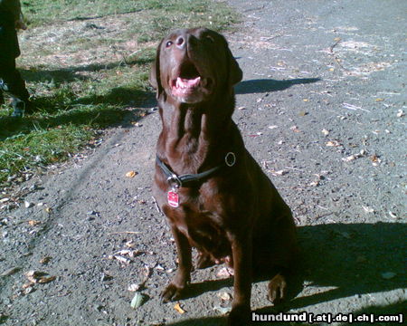 Labrador Retriever Hunde Foto 26004 in höherer Auflösung ansehen Labrador Retriever Unsere Luni