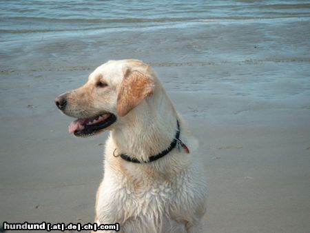 Labrador Retriever Hunde Foto 7378 Labrador Retriever Kessy 5 J.