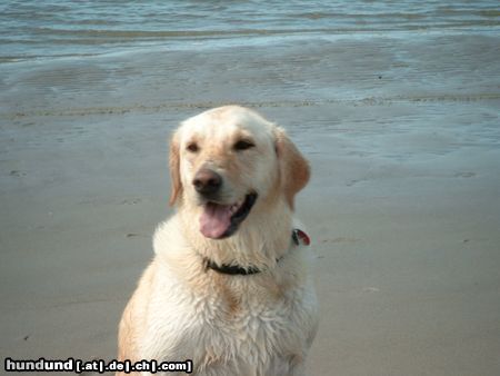 Labrador Retriever Hunde Foto 7377 Labrador Retriever Kessy 5 J.