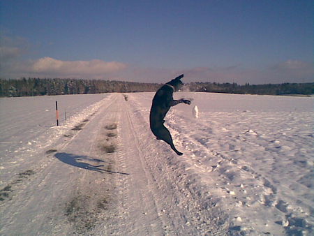 Labrador Retriever Hunde Foto 37298 in höherer Auflösung ansehen Labrador Retriever Nein, er explodiert nicht :)