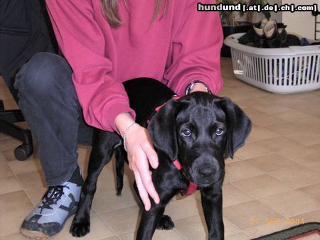 Labrador Retriever Hunde Foto 14912 in höherer Auflösung ansehen Labrador Retriever Neues Familienmitglied