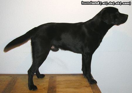Labrador Retriever Hunde Foto 19542 in höherer Auflösung ansehen Labrador Retriever Zed aus Lühlsbusch (Paul) knapp 3 jähriger Rüde