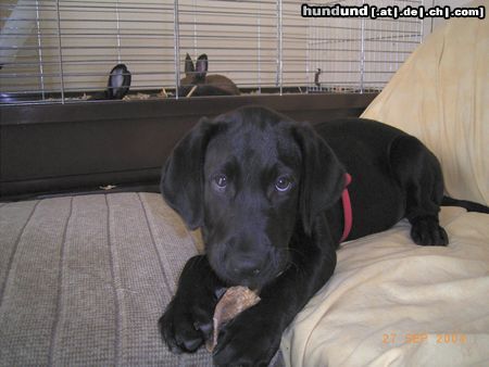Labrador Retriever Hunde Foto 14913 in höherer Auflösung ansehen Labrador Retriever Neues Familienmitglied