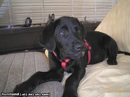 Labrador Retriever Hunde Foto 14914 in höherer Auflösung ansehen Labrador Retriever Neues Familienmitglied