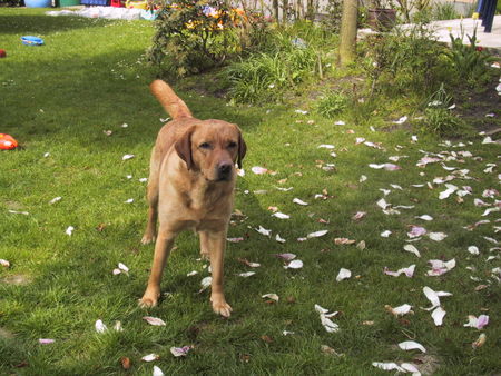 Labrador Retriever Hunde Foto 30939 Labrador Retriever