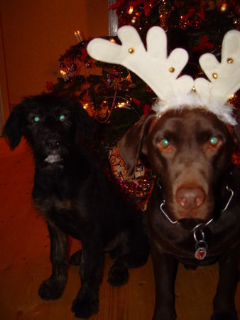 Labrador Retriever Hunde Foto 33325 Labrador Retriever Bunter Hund