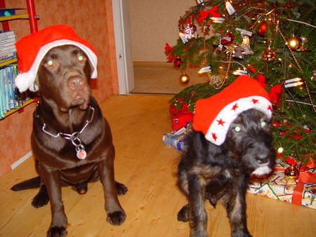 Labrador Retriever Hunde Foto 33326 Labrador Retriever Auch HUNDE glauben an den Weihnachtsmann