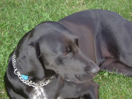 Labrador Retriever Hunde Foto 29215 Labrador Retriever Kimi is watching