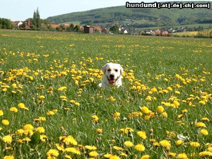 Labrador Retriever ein tag im mai und in der wiese ;-)