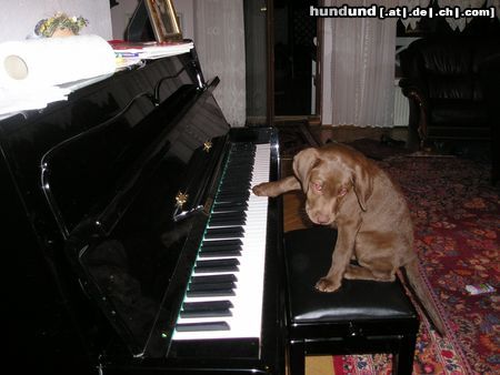 Labrador Retriever Bitte Klatschen