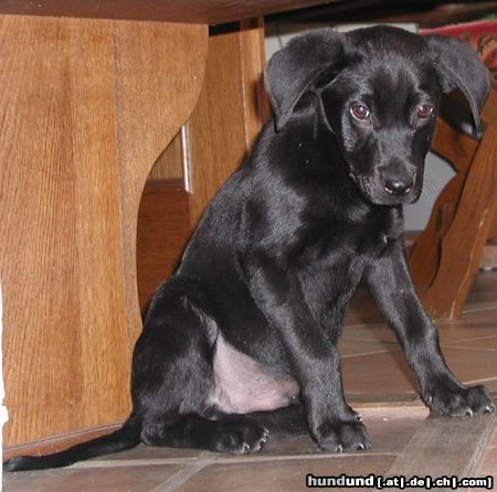Labrador Retriever Blacky - 12 Wochen alt und heute aus dem Tierheim