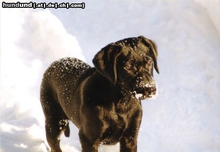 Labrador Retriever Bless (3 Monate)