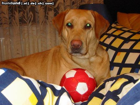 Labrador Retriever ...bin müde..