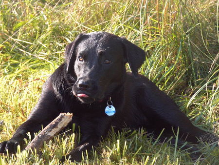 Labrador Retriever Hunde Foto 34263 in höherer Auflösung ansehen Labrador Retriever Statt freundlich zu lächeln: BÄÄÄÄÄÄHHH