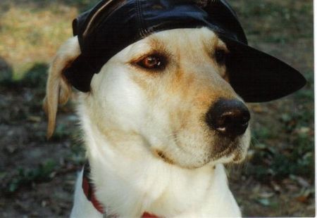 Labrador Retriever Hunde Foto 1740 Labrador Retriever BBrandy mit Hut