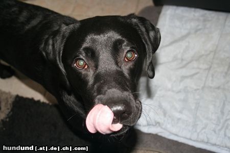 Labrador Retriever Buddy, 1Jahr