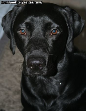 Labrador Retriever Buddy, 1Jahr