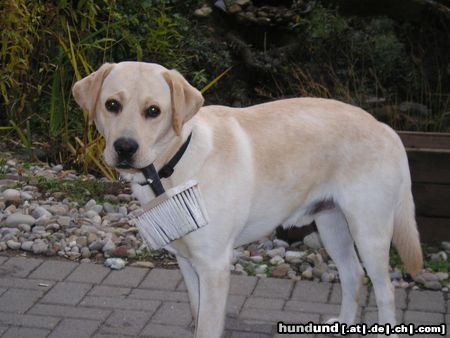 Labrador Retriever Hunde Foto 7568 Labrador Retriever Buddy hilft beim Renovieren 2
