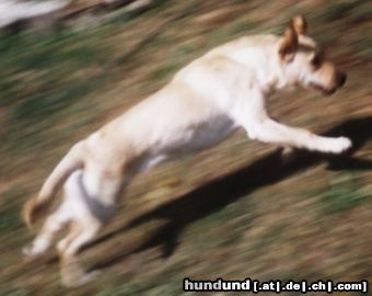 Labrador Retriever Schneller als der Wind!