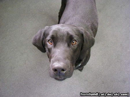 Labrador Retriever Freifrau von Tanaka