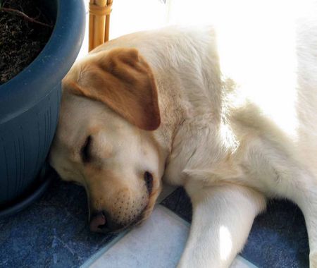 Labrador Retriever CANDY die kleine Schlafmütze