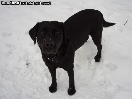 Labrador Retriever Hunde Foto 19509 in höherer Auflösung ansehen Labrador Retriever Joe