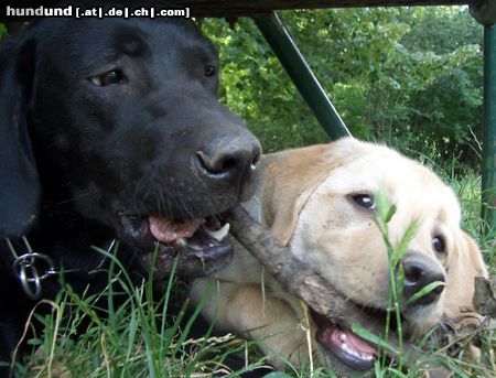 Labrador Retriever Hunde Foto 17698 in höherer Auflösung ansehen Labrador Retriever Kira & Phoebe