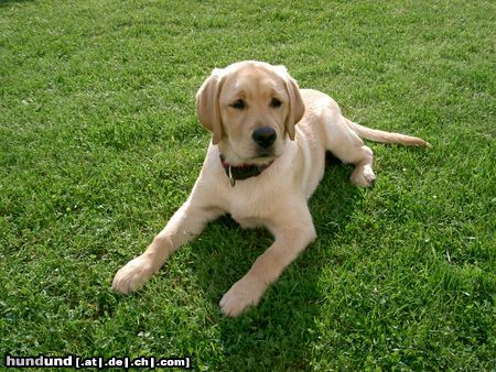 Labrador Retriever Hunde Foto 16757 in höherer Auflösung ansehen Labrador Retriever Luzi mit 4 Monaten