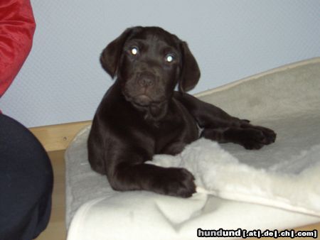 Labrador Retriever Ennie mit 9 Wochen