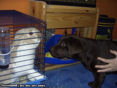 Labrador Retriever Ennie und Hasi