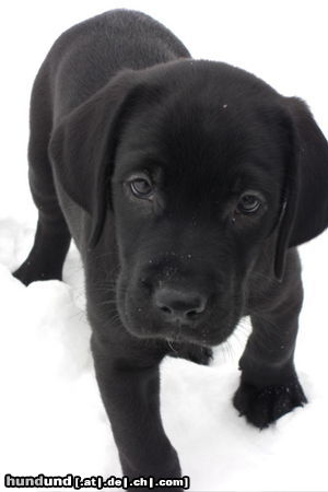 Labrador Retriever Loui im Welpenalter