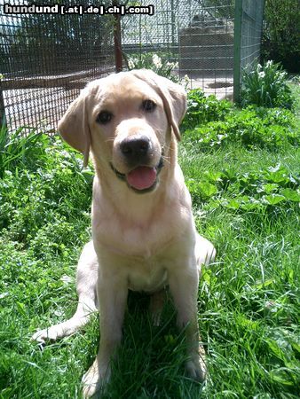Labrador Retriever Hunde Foto 17319 in höherer Auflösung ansehen Labrador Retriever Ginger