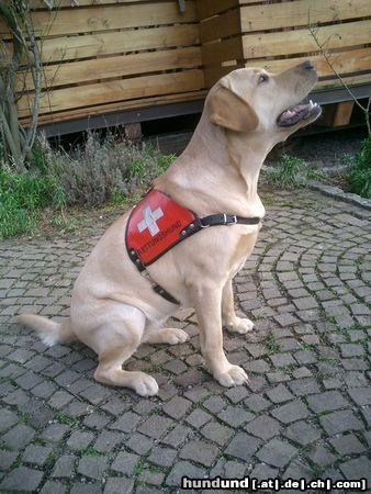 Labrador Retriever Hunde Foto 17589 in höherer Auflösung ansehen Labrador Retriever Rettungshund