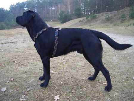 Labrador Retriever Hunde Foto 30624 in höherer Auflösung ansehen Labrador Retriever Ben