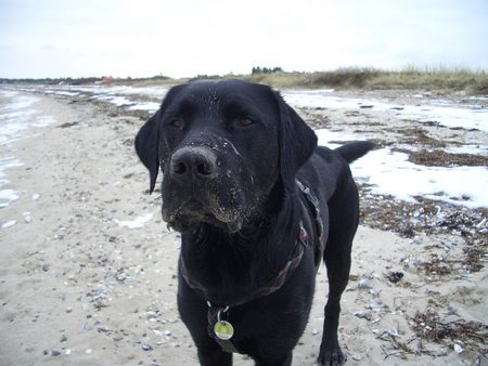 Labrador Retriever Hunde Foto 30621 in höherer Auflösung ansehen Labrador Retriever Ben in Dänemark